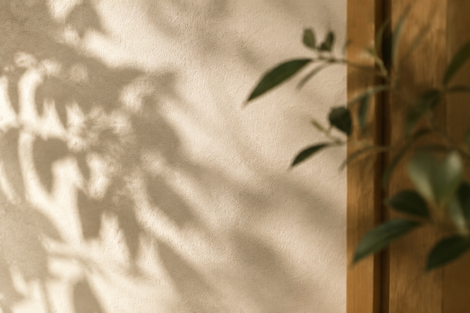 Soft plant shadows across a warm textured wall